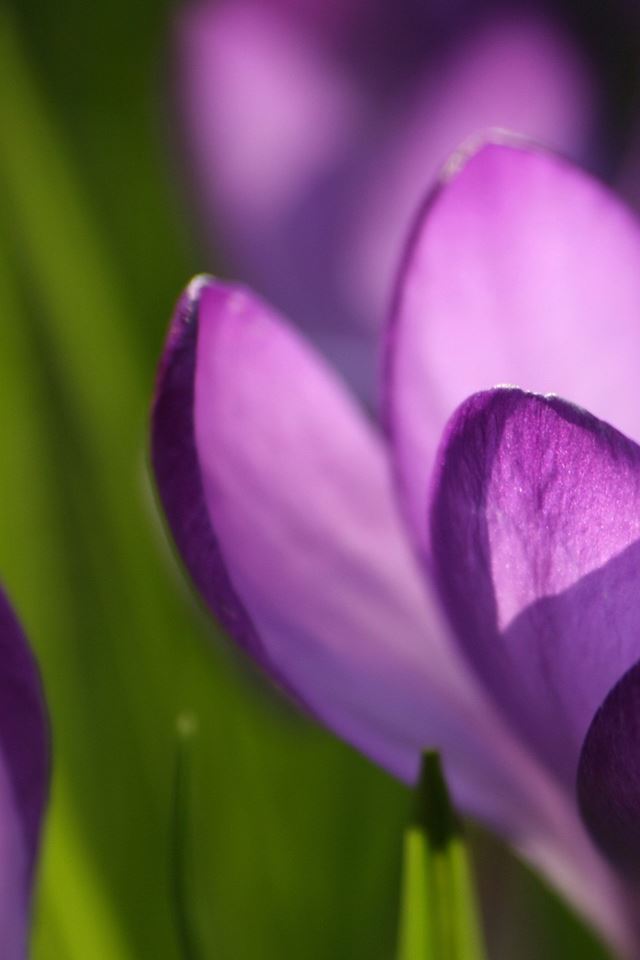 640x960 Purple Flowers - plant iPhone 4s Wallpaper