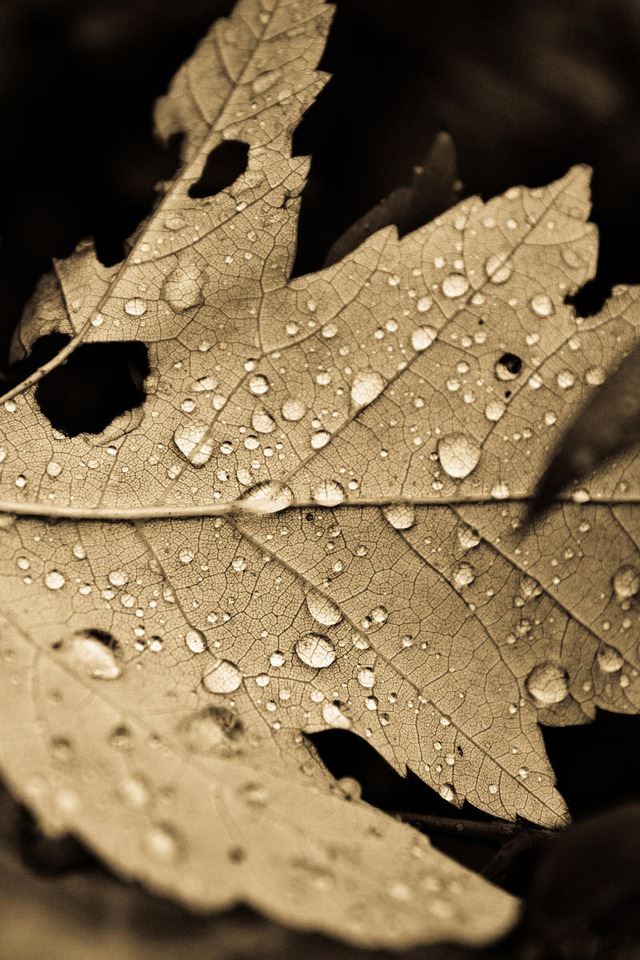 640x960 Leaf with Dew Drops - drops iPhone 4s Wallpaper