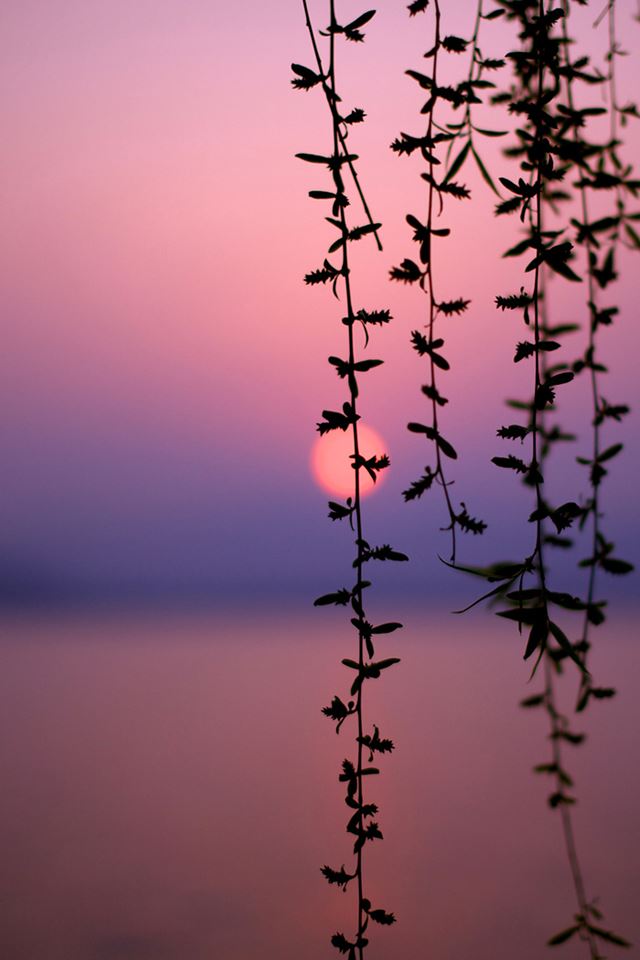 640x960 Sunset Vines - sunset iPhone 4s Wallpaper