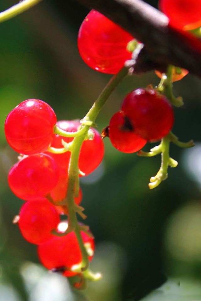 640x960 Currants -  iPhone 4s Wallpaper