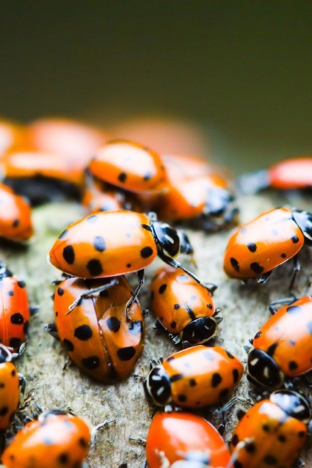 640x960 Ladybugs - wild iPhone 4s Wallpaper