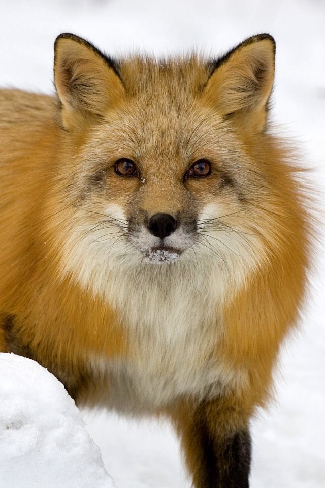 640x960 Curious Fox - animals iPhone 4s Wallpaper