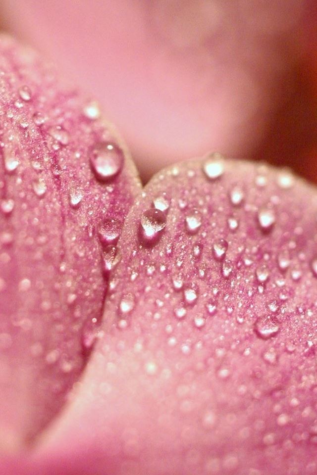 640x960 Flower Petals - petals iPhone 4s Wallpaper