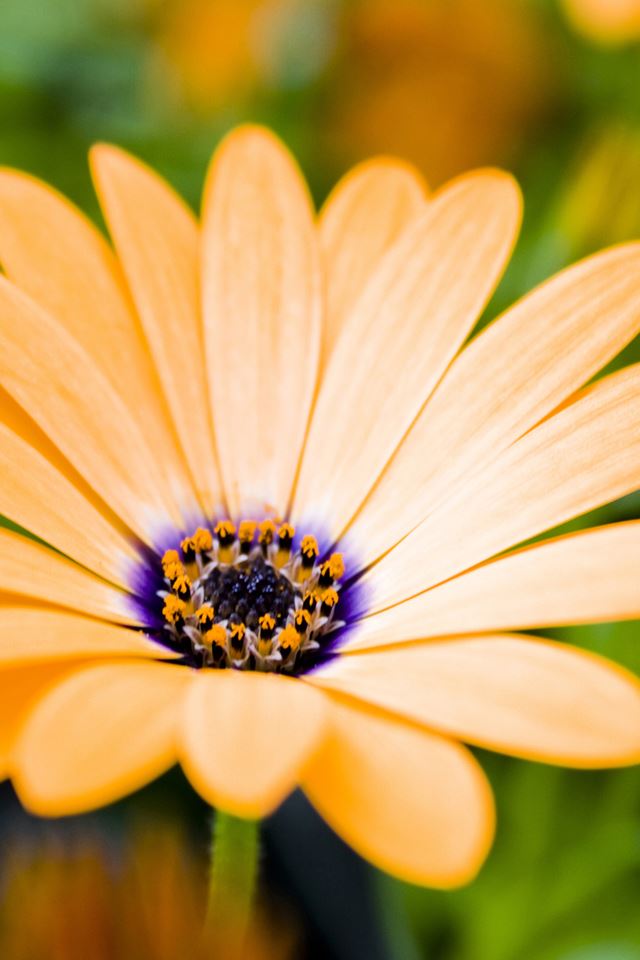 640x960 Orange Flower - pure iPhone 4s Wallpaper