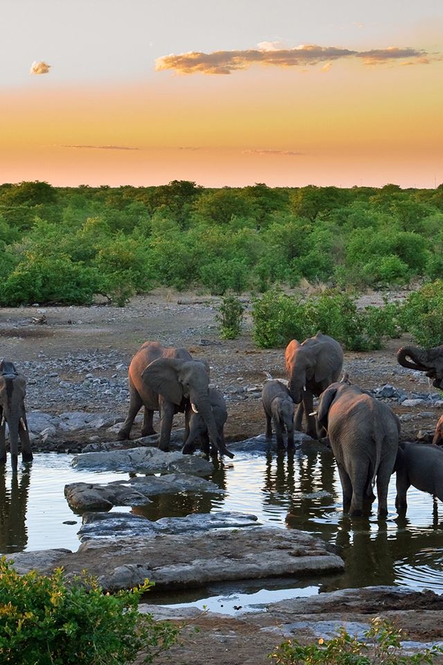 640x960 Elephant Pack - elephant iPhone 4s Wallpaper
