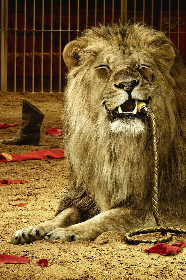 640x960 Pet Lion - pet iPhone 4s Wallpaper