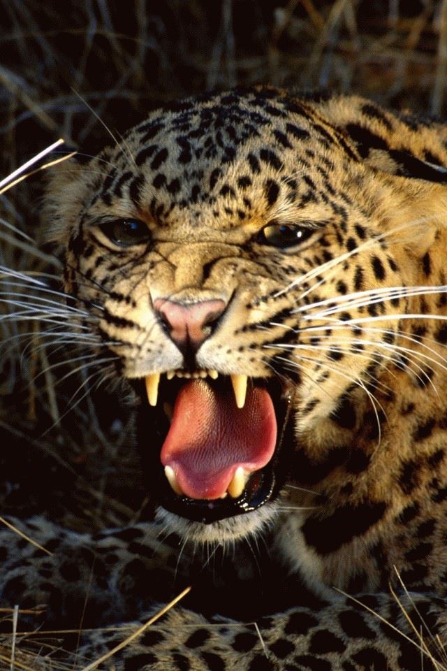 640x960 Fierce Leopard - cats iPhone 4s Wallpaper