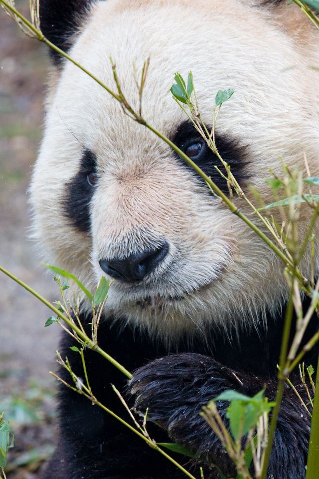 640x960 Panda - mammals iPhone 4s Wallpaper
