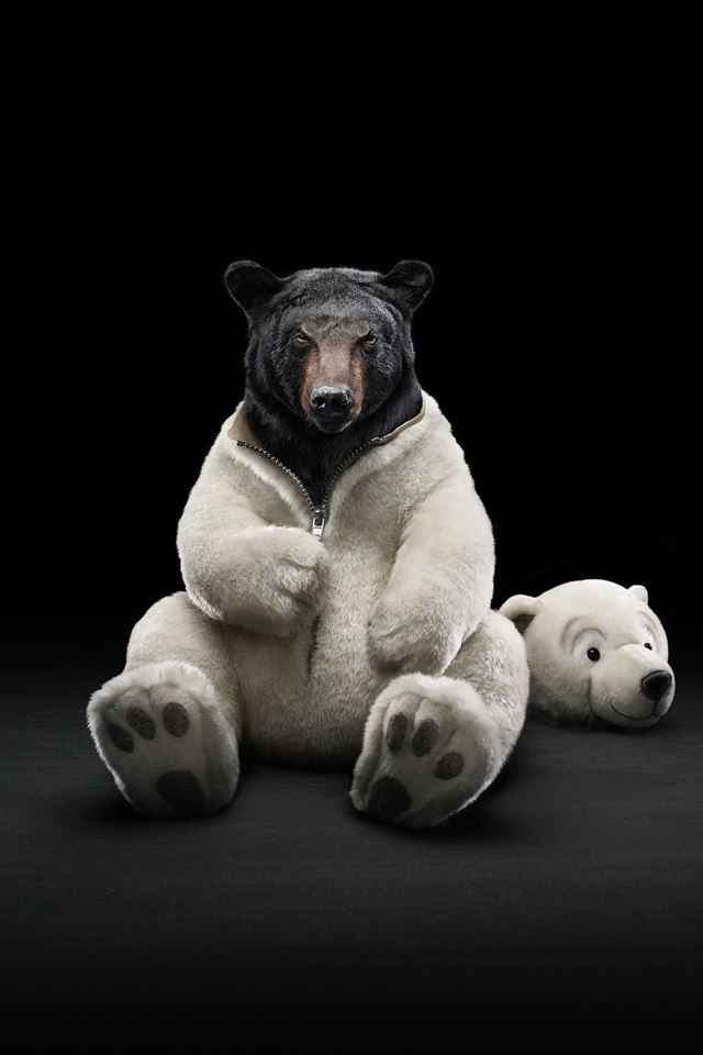 640x960 Bear Costume - funny iPhone 4s Wallpaper
