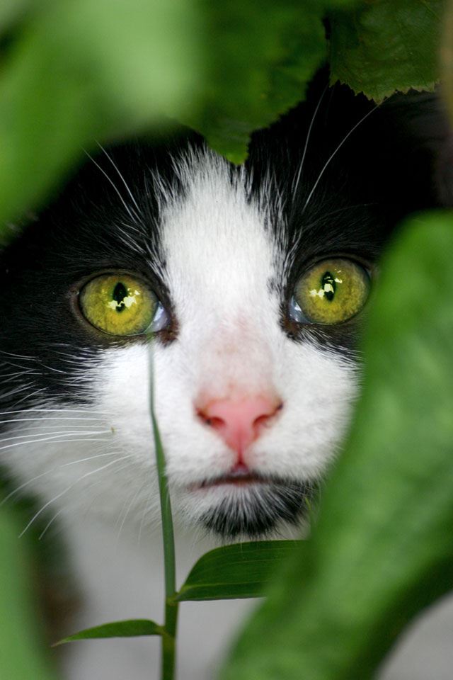 640x960 Sneaky Cat - cats iPhone 4s Wallpaper