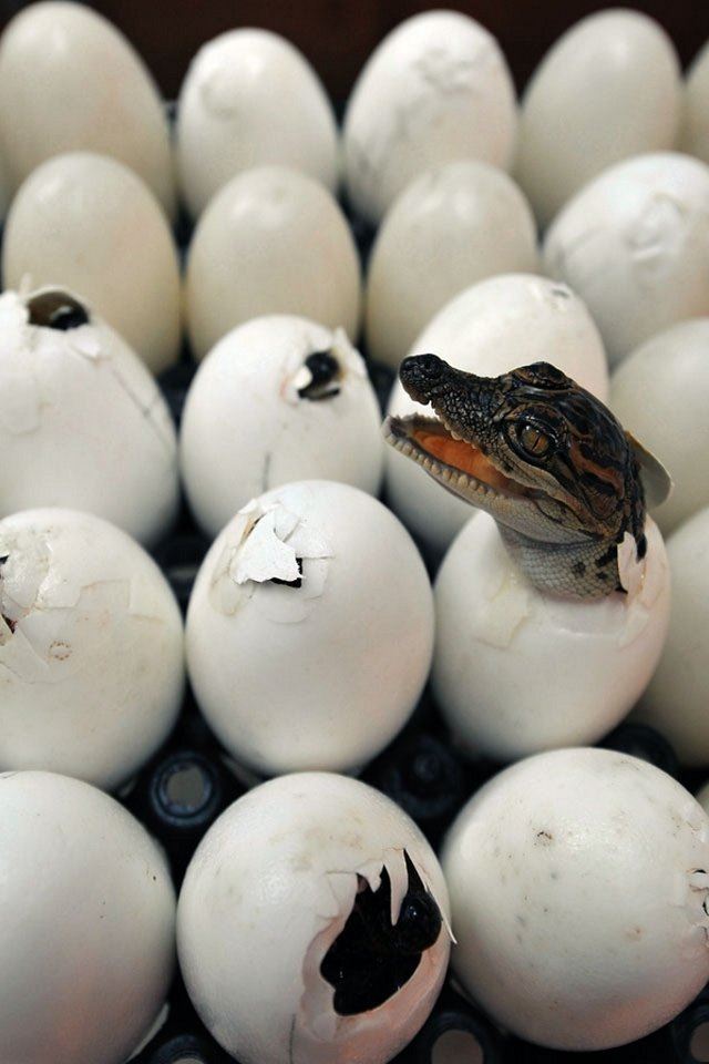 640x960 Crocodile Hatching - small iPhone 4s Wallpaper