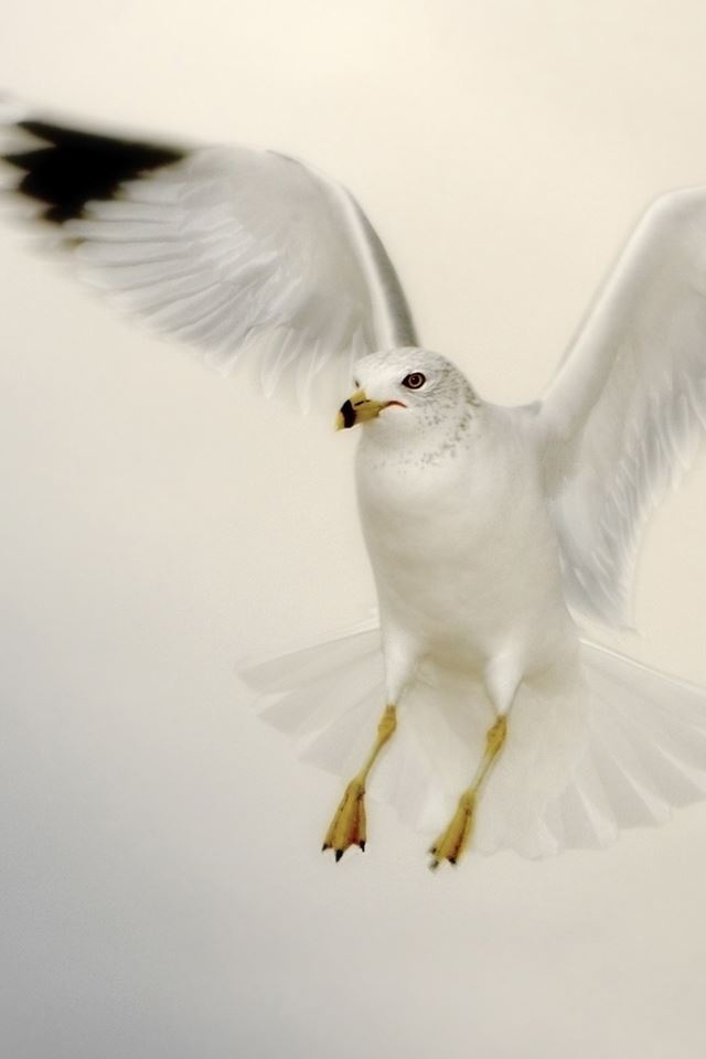 640x960 Seagull - animals iPhone 4s Wallpaper