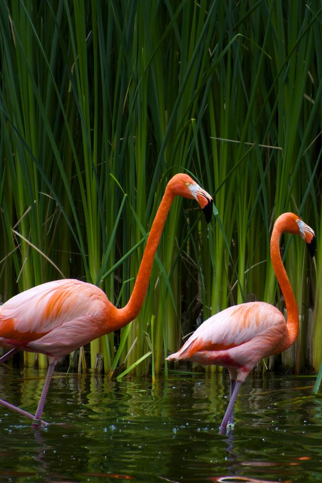 640x960 Orange Flamingos - animals iPhone 4s Wallpaper