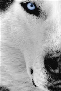 Siberian Husky wallpaper