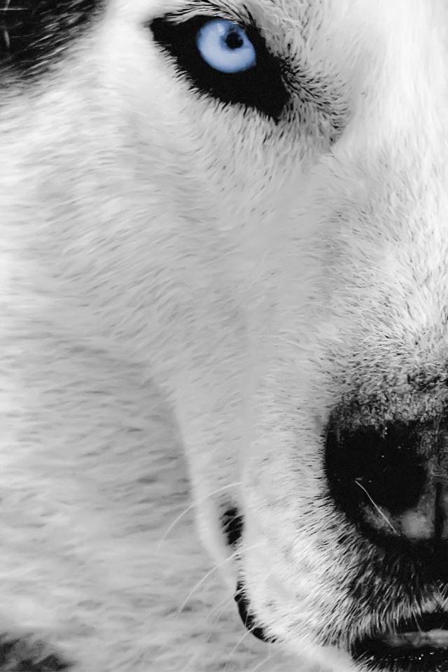 640x960 Siberian Husky - white iPhone 4s Wallpaper