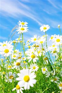 Daisies Flowers wallpaper