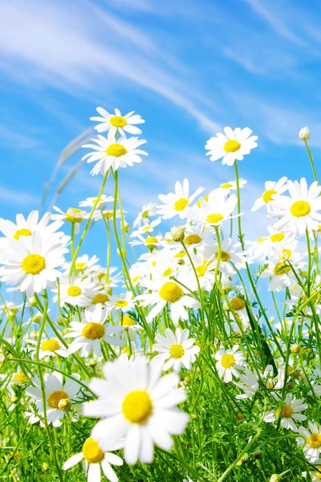 640x960 Daisies Flowers - white iPhone 4s Wallpaper