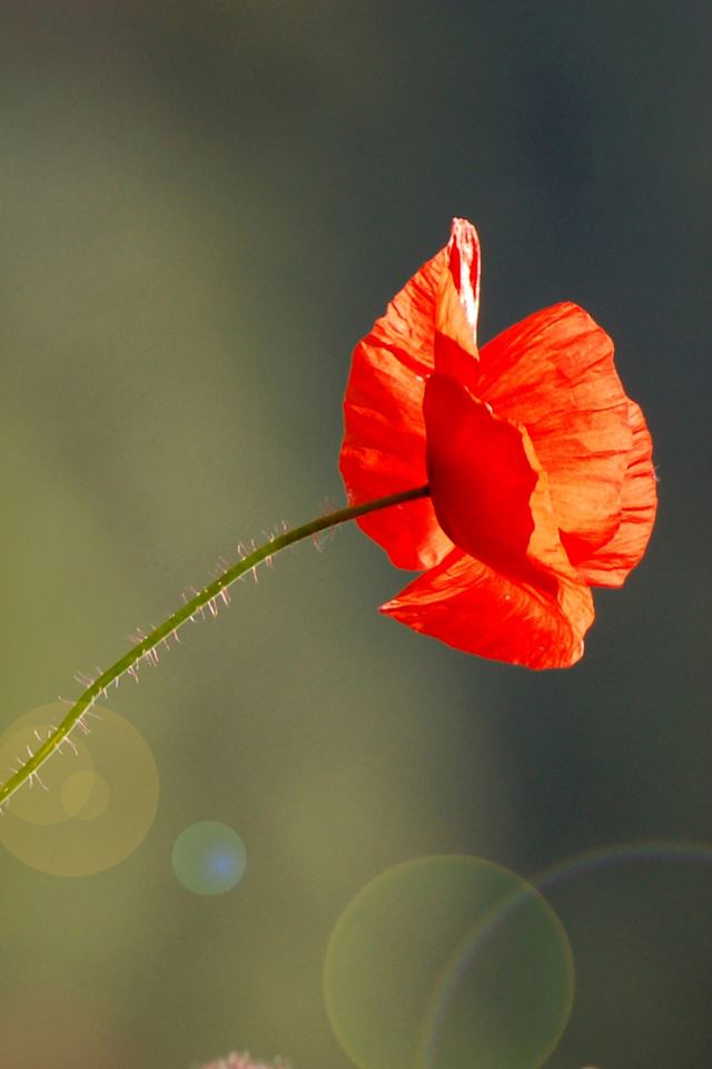 640x960 Poppy - wild iPhone 4s Wallpaper