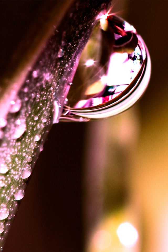 640x960 water drops on leaf - drops iPhone 4s Wallpaper