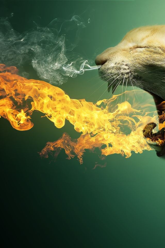 640x960 Cat in Fire Wallpaper - background iPhone 4s Wallpaper