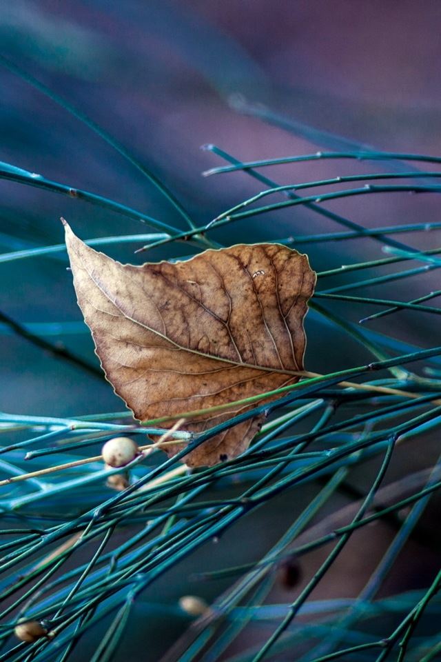 640x960 Dry Leaf - leaf iPhone 4s Wallpaper