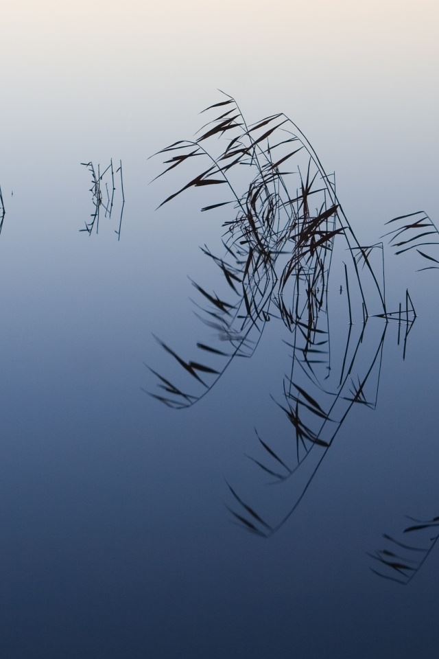 640x960 Pond Reeds - pond iPhone 4s Wallpaper