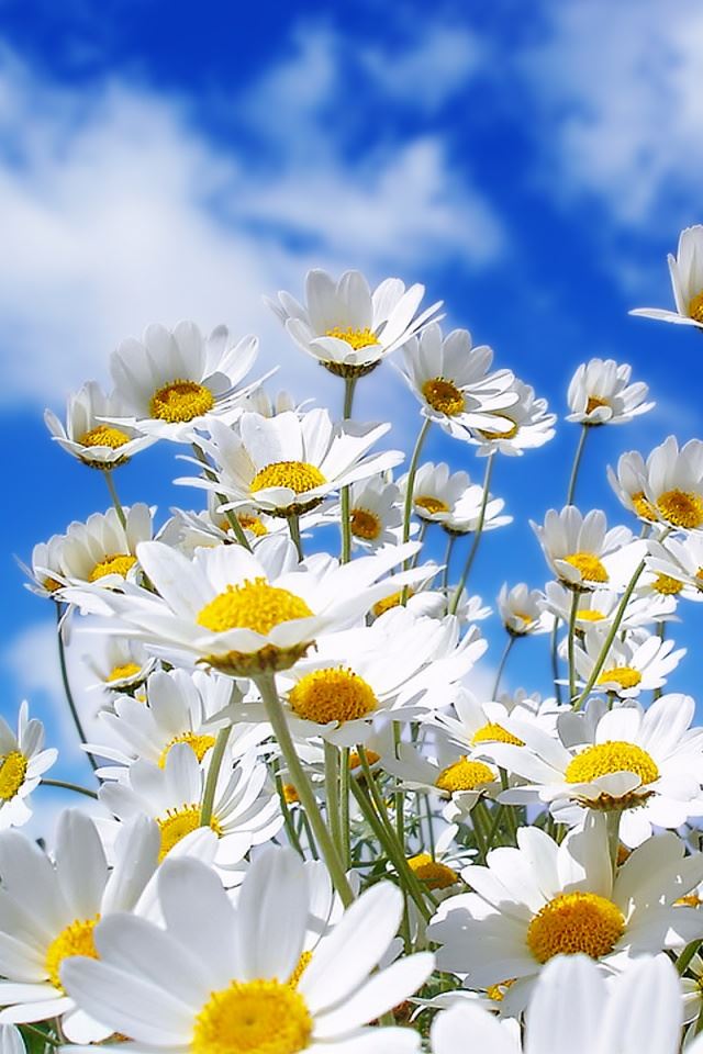640x960 Flower - flower iPhone 4s Wallpaper