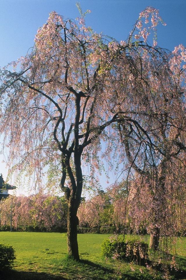 640x960 Castle Hirosaki, Japan - japan iPhone 4s Wallpaper