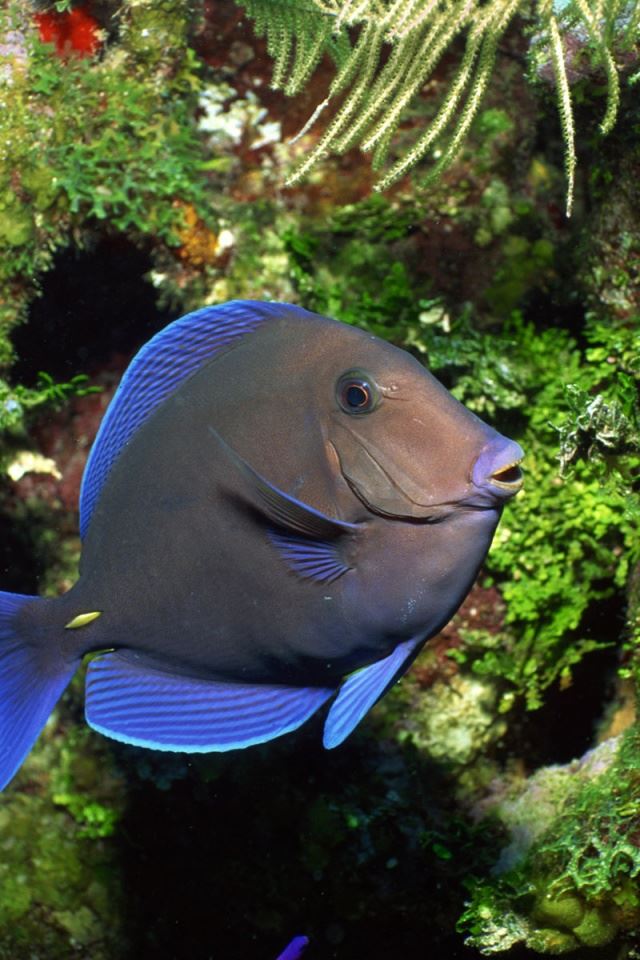 640x960 Blue fish -  iPhone 4s Wallpaper