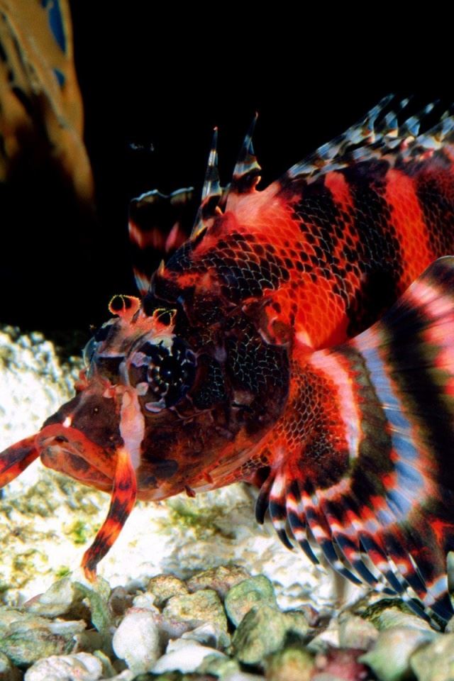 640x960 Strange fish -  iPhone 4s Wallpaper