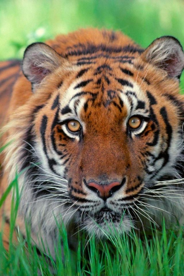 640x960 Sumatran tiger - tiger iPhone 4s Wallpaper