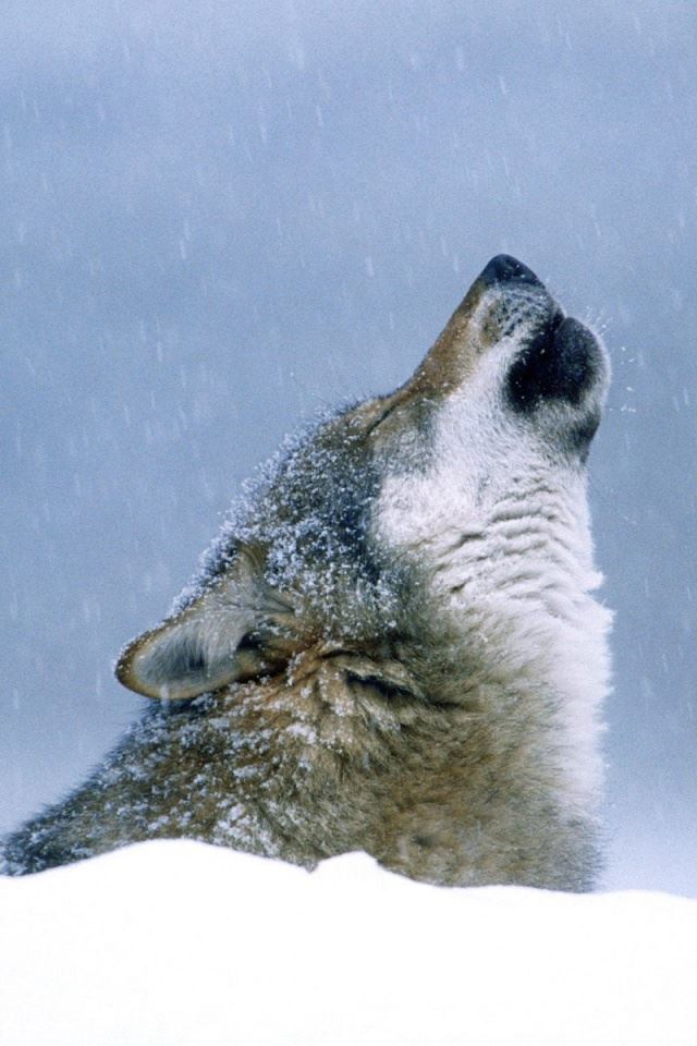 640x960 Holwing wolf - white iPhone 4s Wallpaper