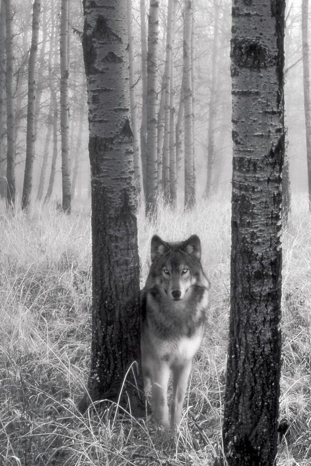640x960 Wolf in the woods - woods iPhone 4s Wallpaper