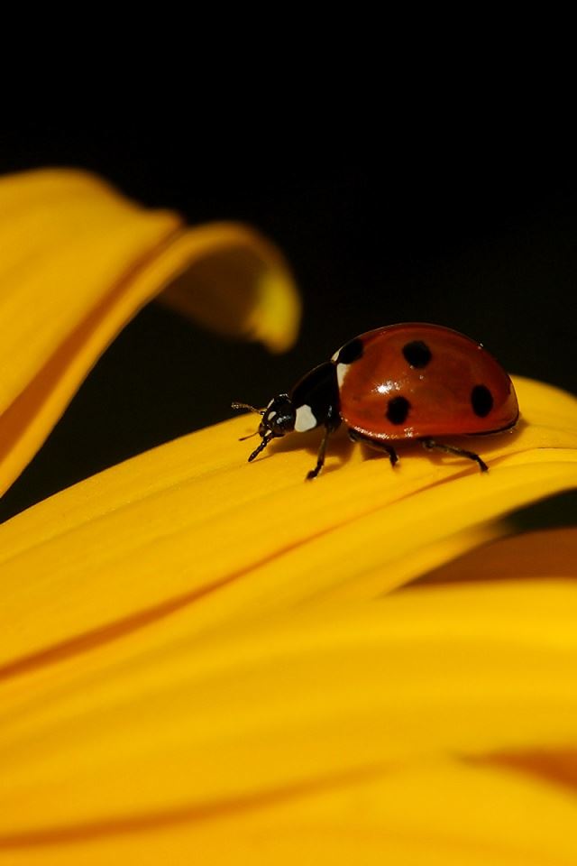 640x960 Ladybug - ladybug iPhone 4s Wallpaper