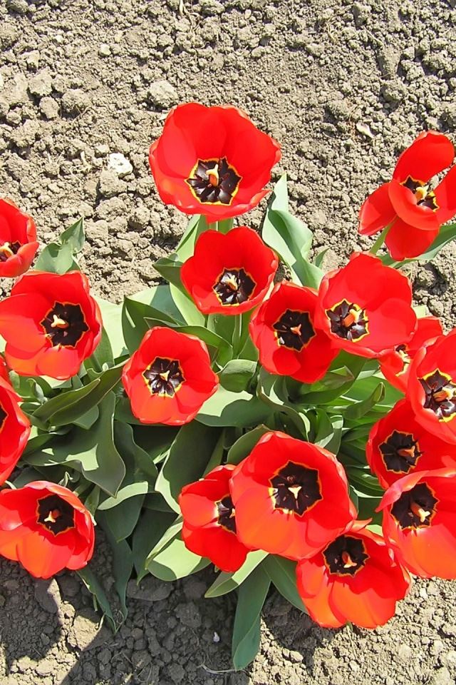 640x960 Red tulips - green iPhone 4s Wallpaper