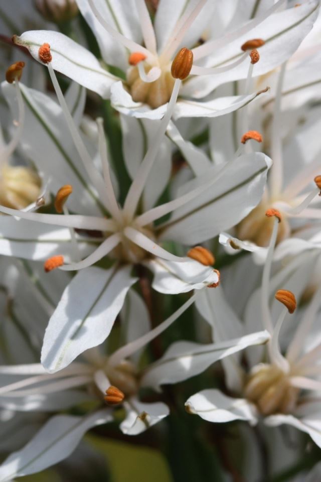 640x960 Asphodelus albus Affodil -  iPhone 4s Wallpaper