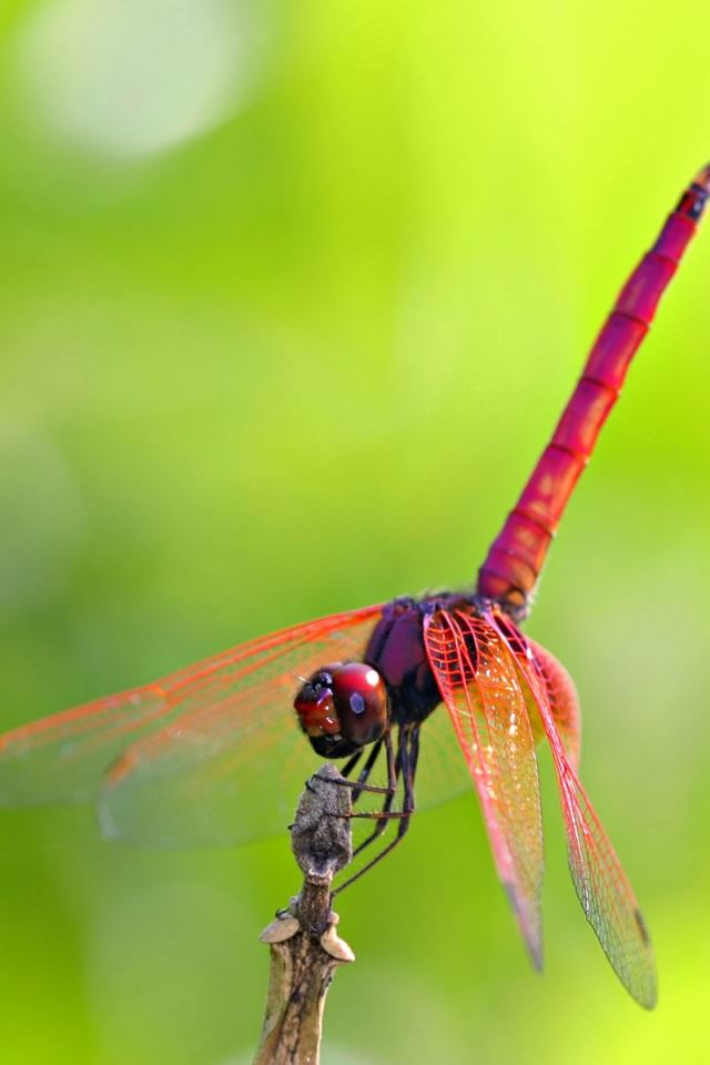 640x960 Red dragonfly -  iPhone 4s Wallpaper