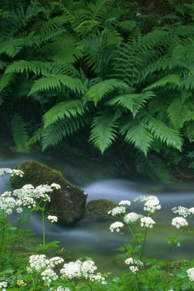 640x960 Krajcarica Creek - creek iPhone 4s Wallpaper