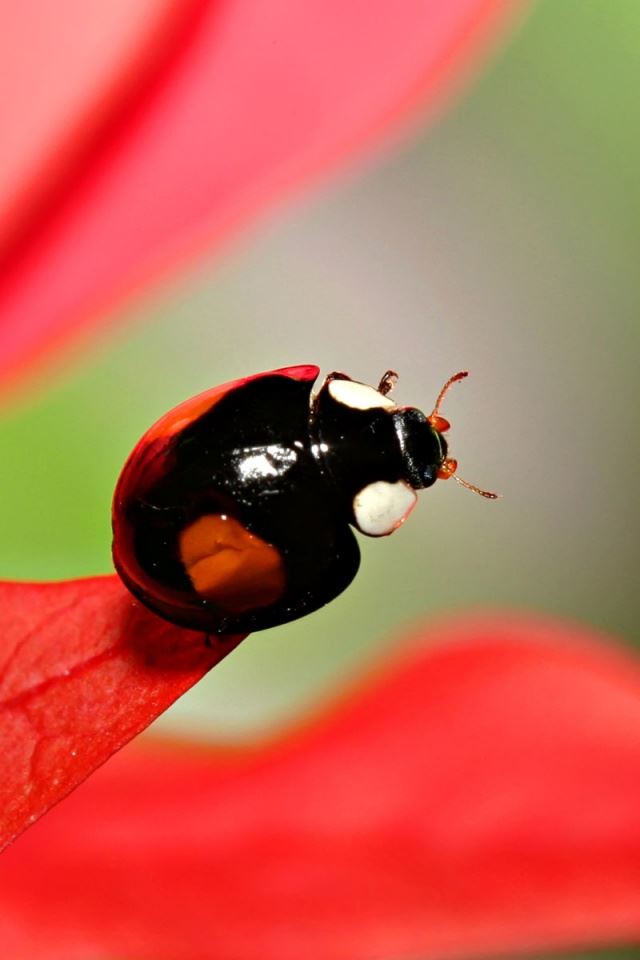 640x960 Dark ladybug - dark (black) iPhone 4s Wallpaper