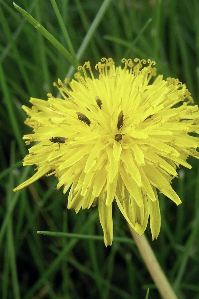 640x960 Insects on flower - insects iPhone 4s Wallpaper