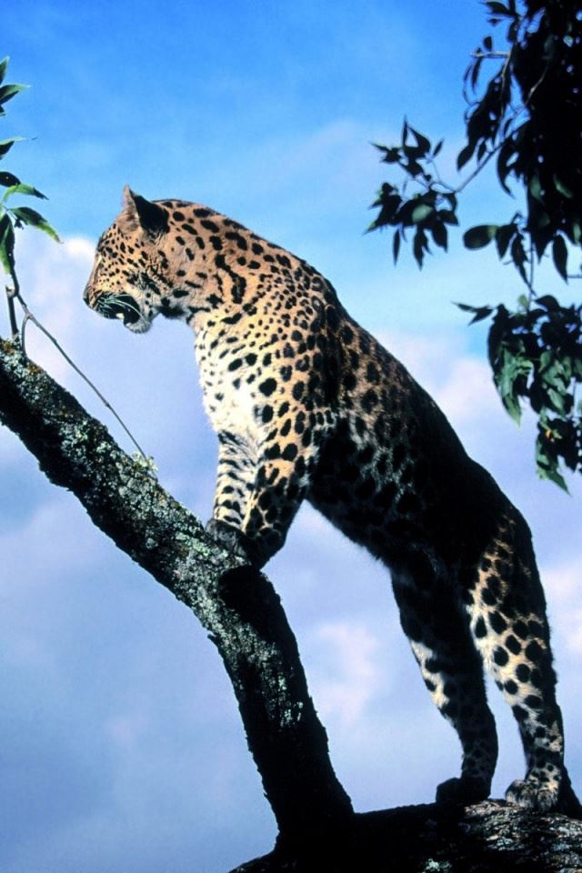640x960 Leopard in a tree - leopard iPhone 4s Wallpaper