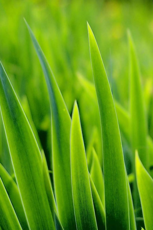 640x960 Green grass -  iPhone 4s Wallpaper