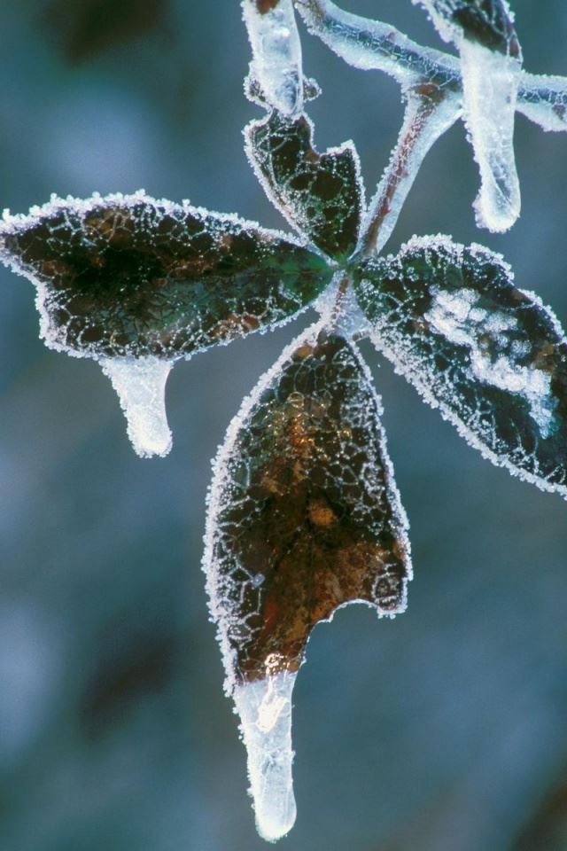 640x960 Frosty blackberry leaves - frosty iPhone 4s Wallpaper