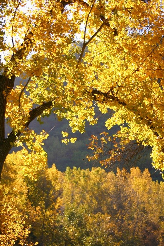 640x960 Autumn season -  iPhone 4s Wallpaper