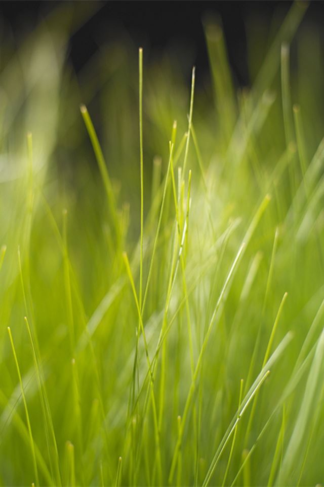 640x960 nature - nature iPhone 4s Wallpaper