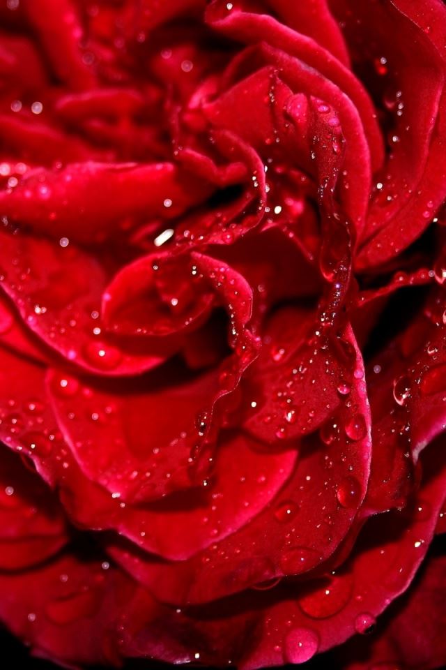 640x960 Fresh red rose -  iPhone 4s Wallpaper