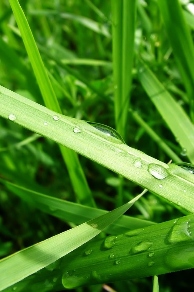 640x960 nature - nature iPhone 4s Wallpaper