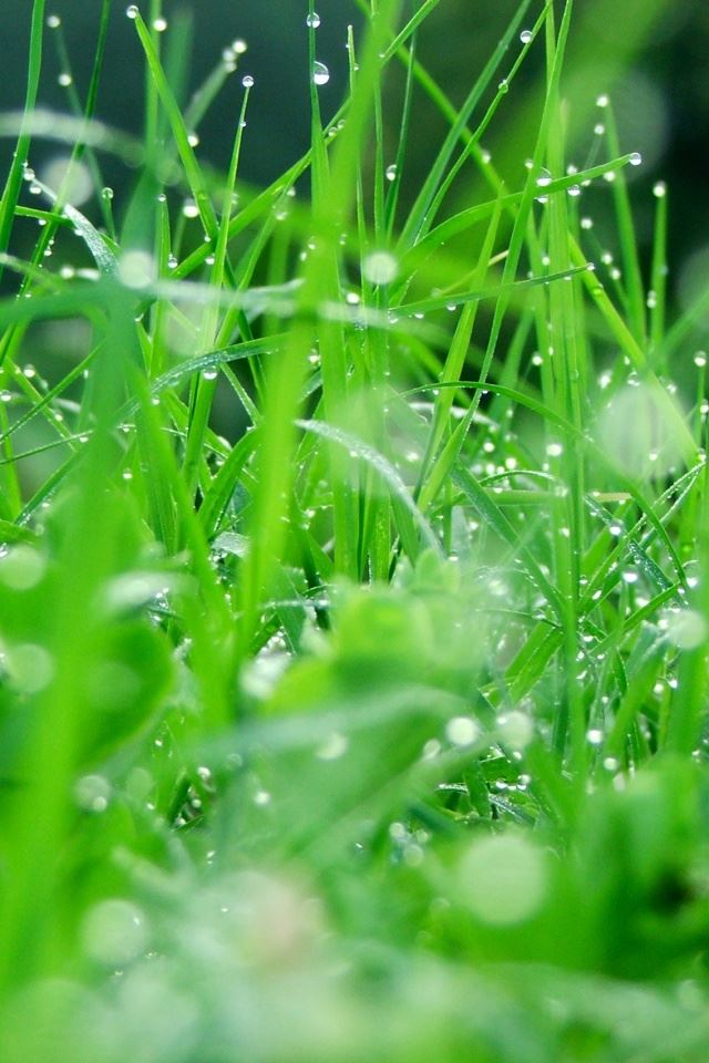 640x960 Nature -  iPhone 4s Wallpaper