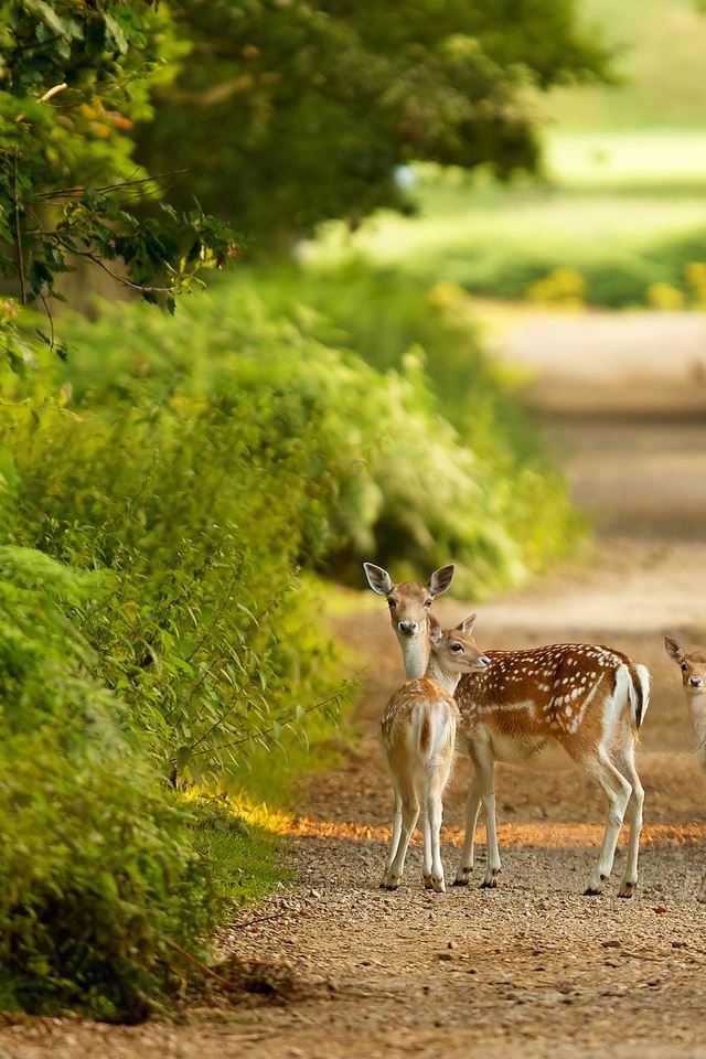 640x960 Baby Deers -  iPhone 4s Wallpaper