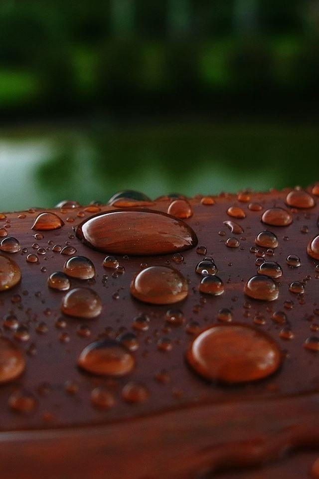 640x960 Wet Wood - drip iPhone 4s Wallpaper